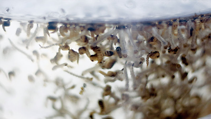 英國生技公司Oxitec把裝有基改蚊的盒子放在佛羅里達礁島群6個地點，今年5月中，雄蚊正式孵化並升空